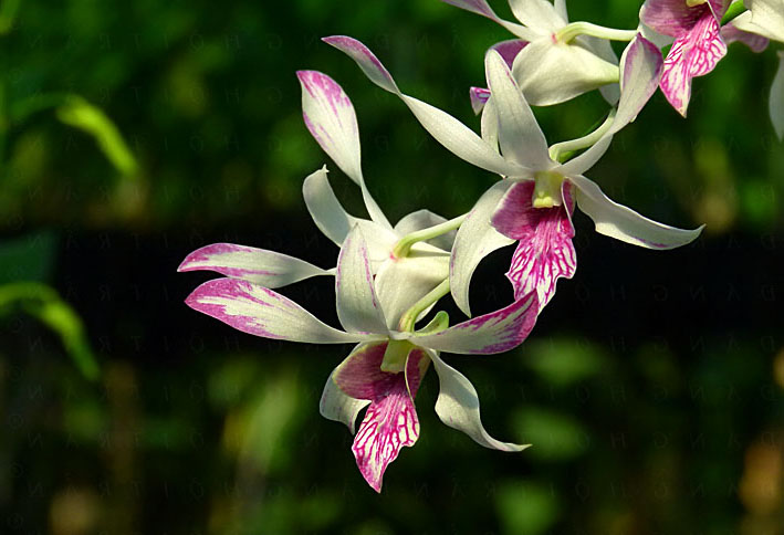 Điểm du lịch Vườn Lan Thảo Nguyên